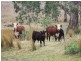 . CHAMBERS Road, Taroom QLD 4420