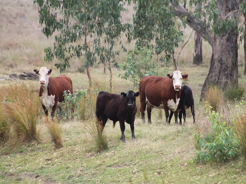 . CHAMBERS Road, Taroom QLD 4420