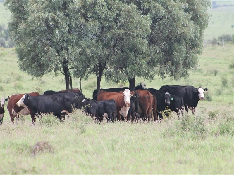 . CHAMBERS Road, Taroom QLD 4420