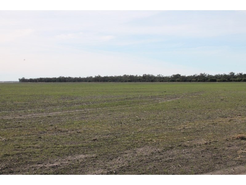 17930 JAKELWAR – GOODOOGA, Dirranbandi QLD 4486