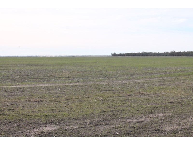 17930 JAKELWAR – GOODOOGA, Dirranbandi QLD 4486