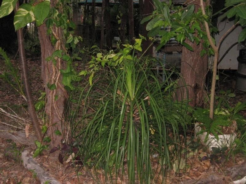 91 Bluewater Drive, Bluewater QLD 4818