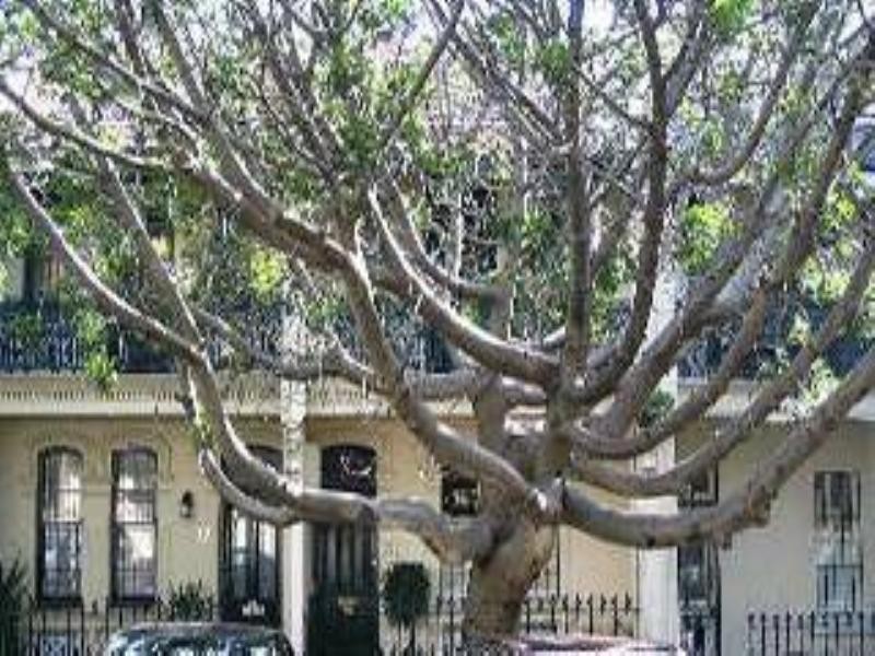 34 Suffolk Street, Paddington NSW 2021