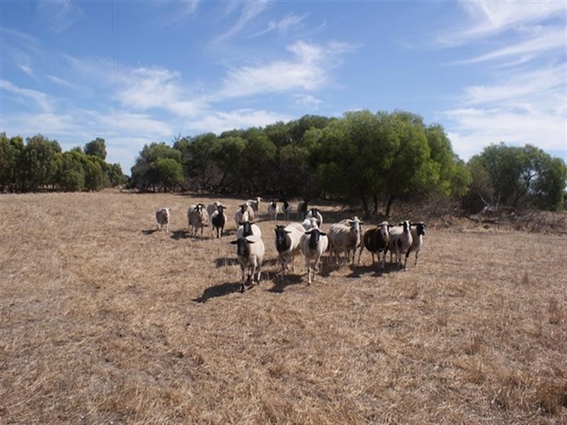 118 Acacia Road, Yardarino WA 6525