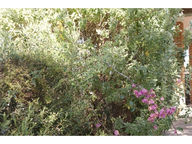 17 Hepburn Street, Dongara WA 6525