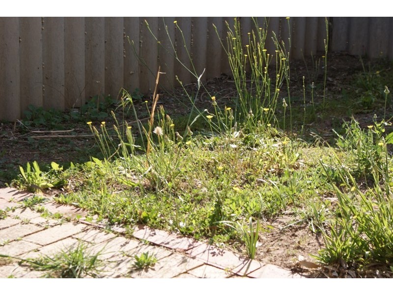 17 Hepburn Street, Dongara WA 6525