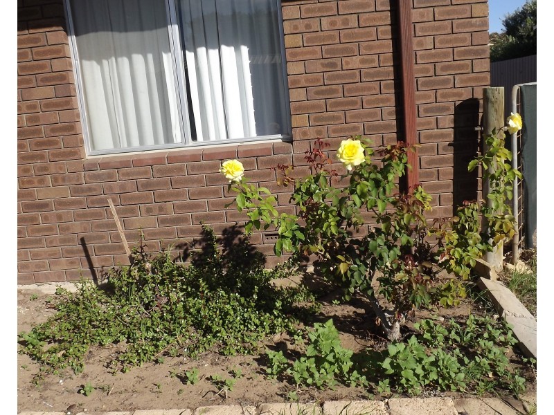 22 Dodd Street, Dongara WA 6525