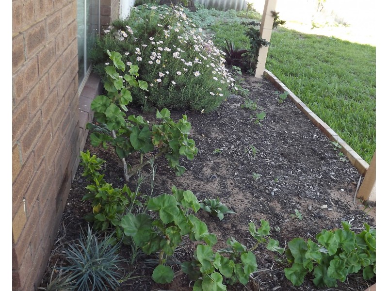 22 Dodd Street, Dongara WA 6525