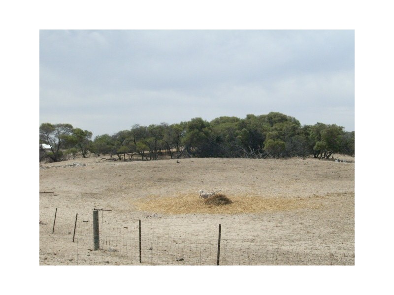 Lot 3 Sheoak Road, Springfield WA 6525