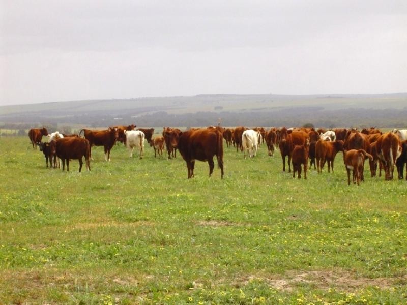 1 Milo Road, Irwin WA 6525