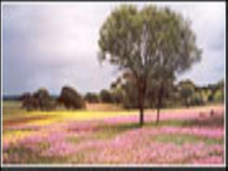 27 Oliver Street, Mingenew WA 6522