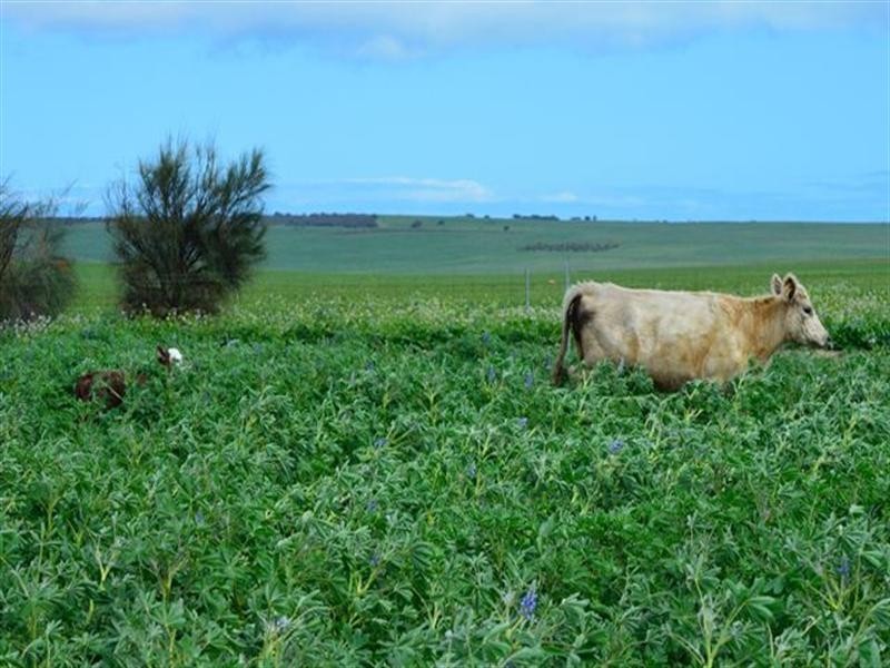 1 Milo Road, Irwin, Irwin WA 6525