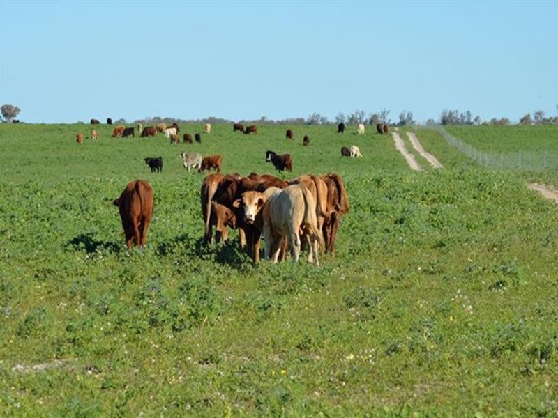 1 Milo Road, Irwin, Irwin WA 6525