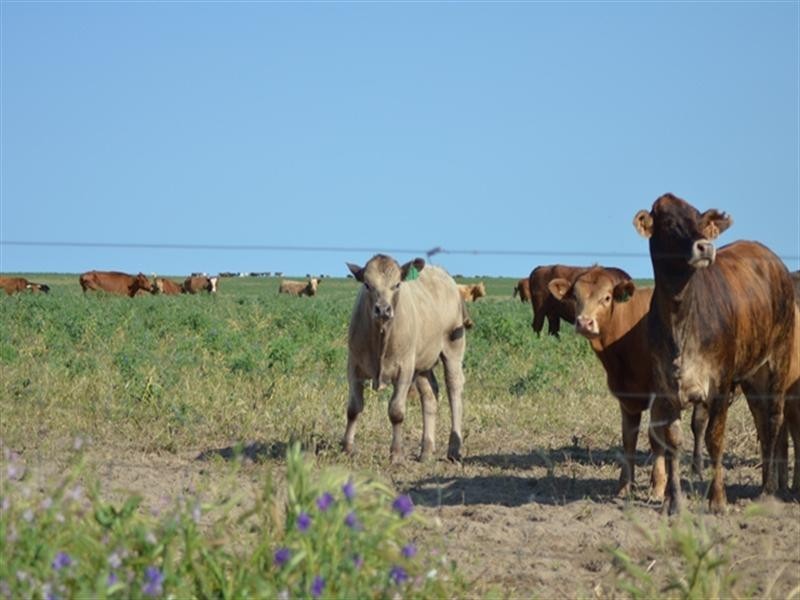 1 Milo Road, Irwin, Irwin WA 6525