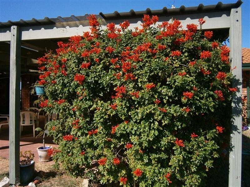 30 Fettler Street, Irwin WA 6525