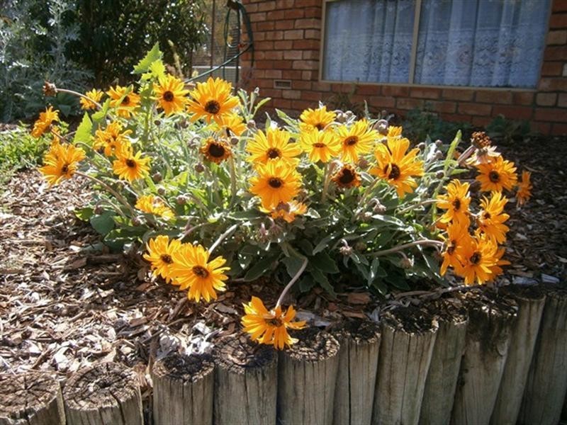 30 Fettler Street, Irwin WA 6525