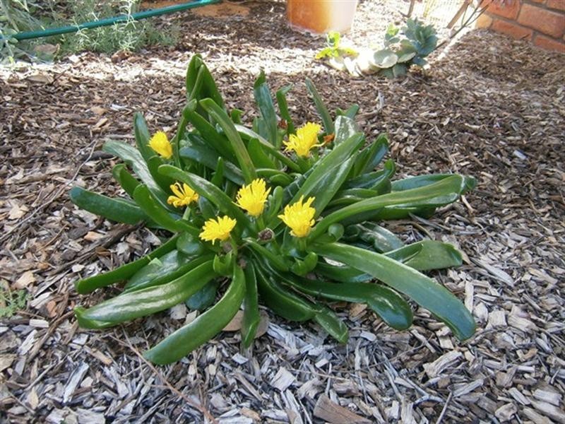 30 Fettler Street, Irwin WA 6525