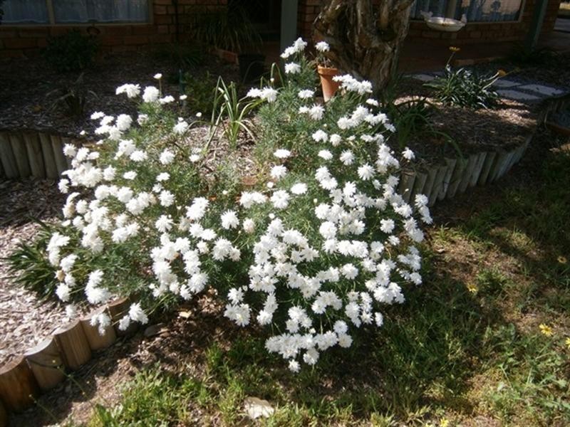 30 Fettler Street, Irwin WA 6525