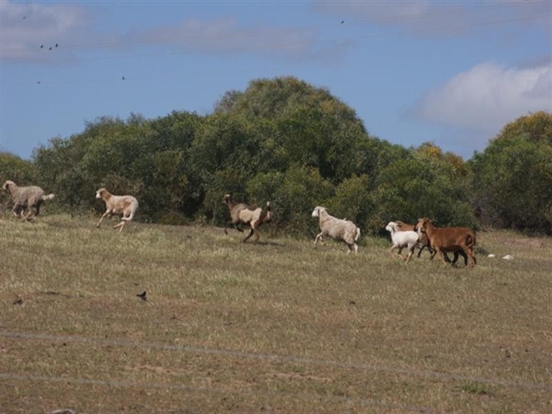 Lot 51 Mt Horner Road West, Allanooka WA 6525