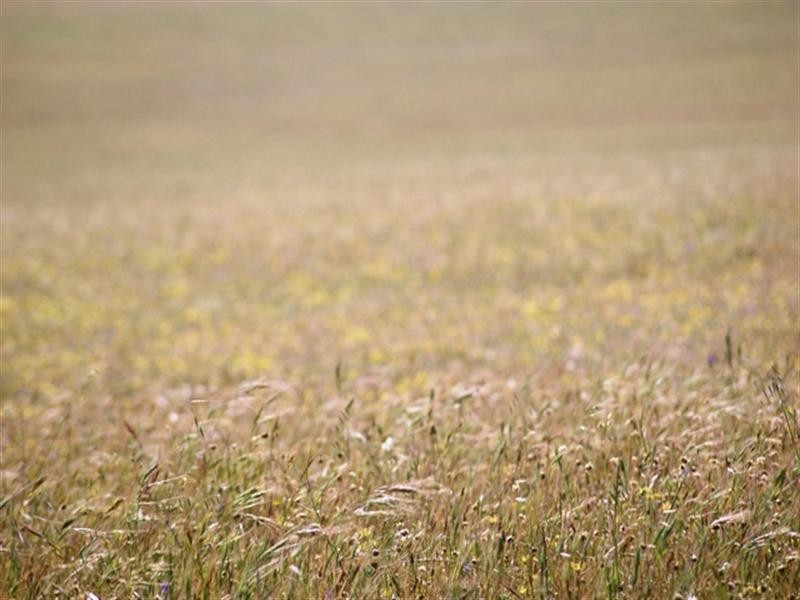 Lot 51 Mt Horner Road West, Allanooka WA 6525