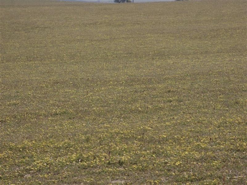 Lot 51 Mt Horner Road West, Allanooka WA 6525