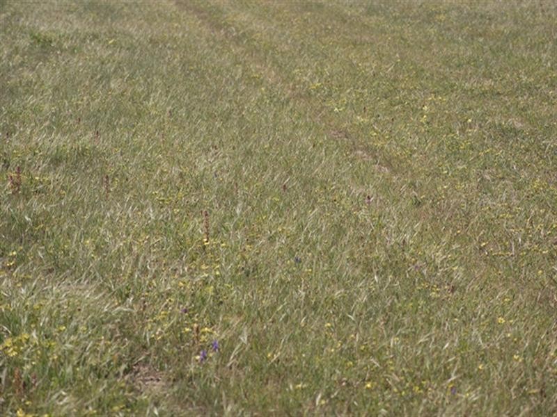 Lot 51 Mt Horner Road West, Allanooka WA 6525