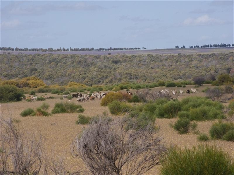 Lot 51 Mt Horner Road West, Allanooka WA 6525