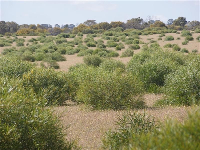 Lot 51 Mt Horner Road West, Allanooka WA 6525