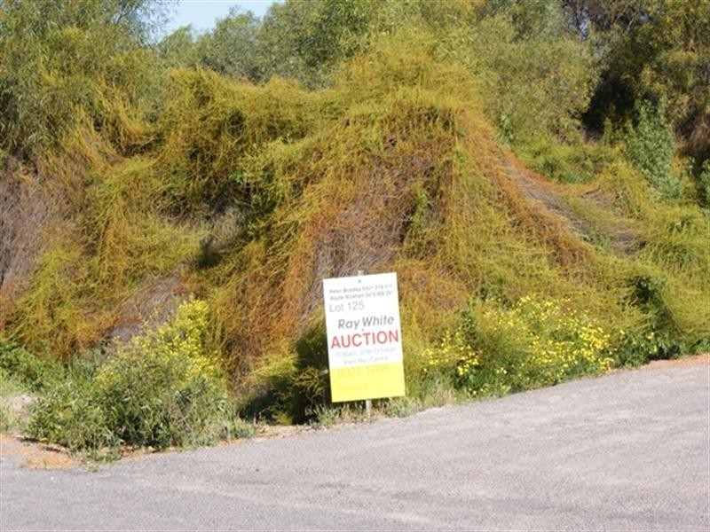 Lot 125 Bottlebrush Cove, Port Denison WA 6525