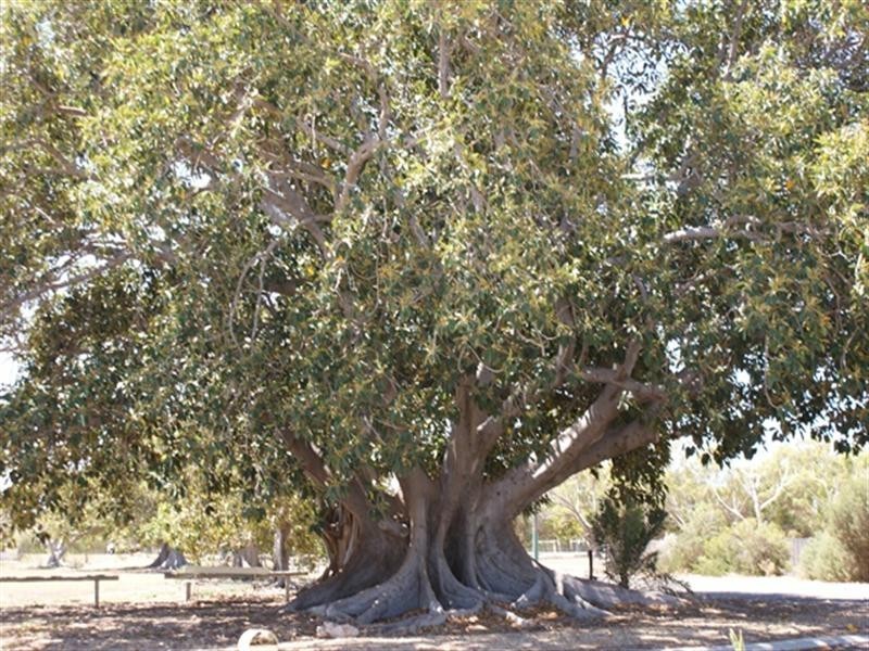 19 Walton Street, Dongara WA 6525