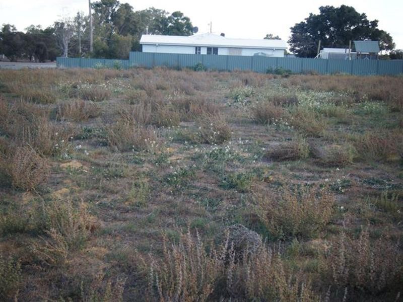 50 Millard Street, Three Springs WA 6519