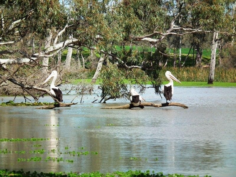 Lot 1 Mitchellstown Road, Nagambie VIC 3608