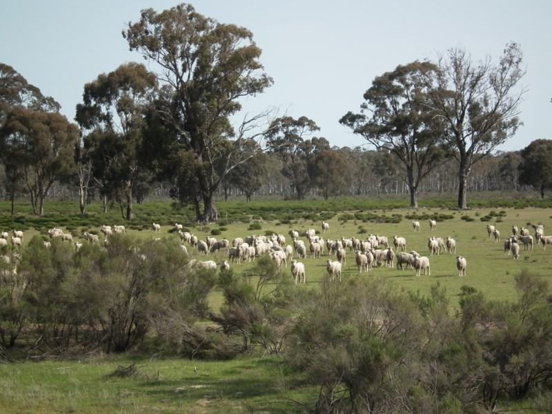 “Buffalo” Buffalo Swamp Road, Kirwans Bridge VIC 3608