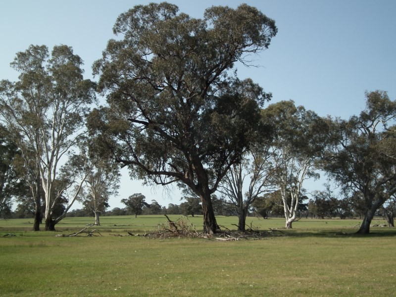“Buffalo” Buffalo Swamp Road, Kirwans Bridge VIC 3608