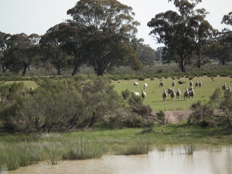 “Buffalo” Buffalo Swamp Road, Kirwans Bridge VIC 3608