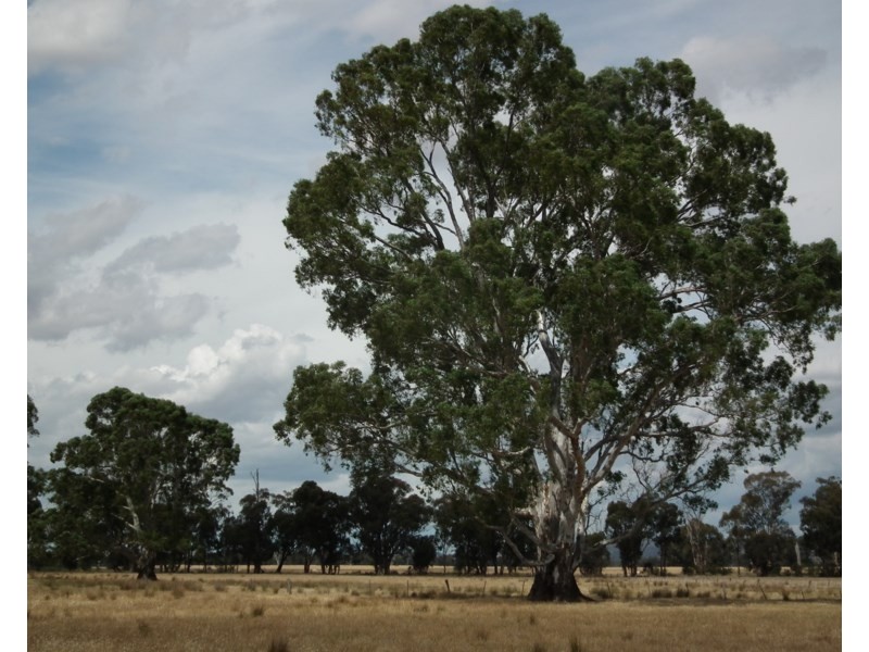 1 Dargalong Road, Tabilk VIC 3607