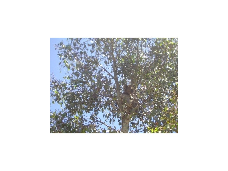 125 Chetwynd Road, Whiteheads Creek VIC 3660