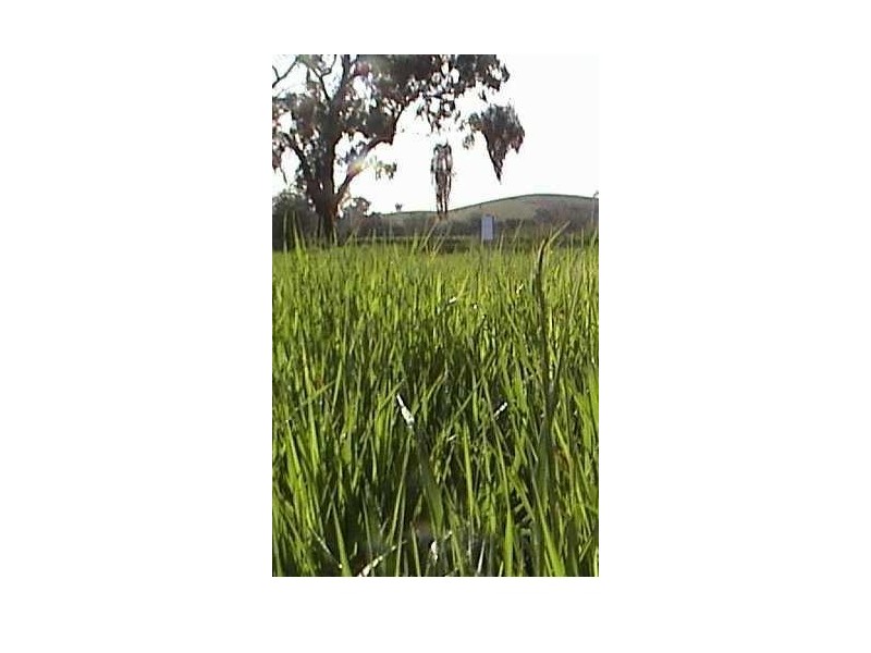 6 Hovell Street, Seymour VIC 3660