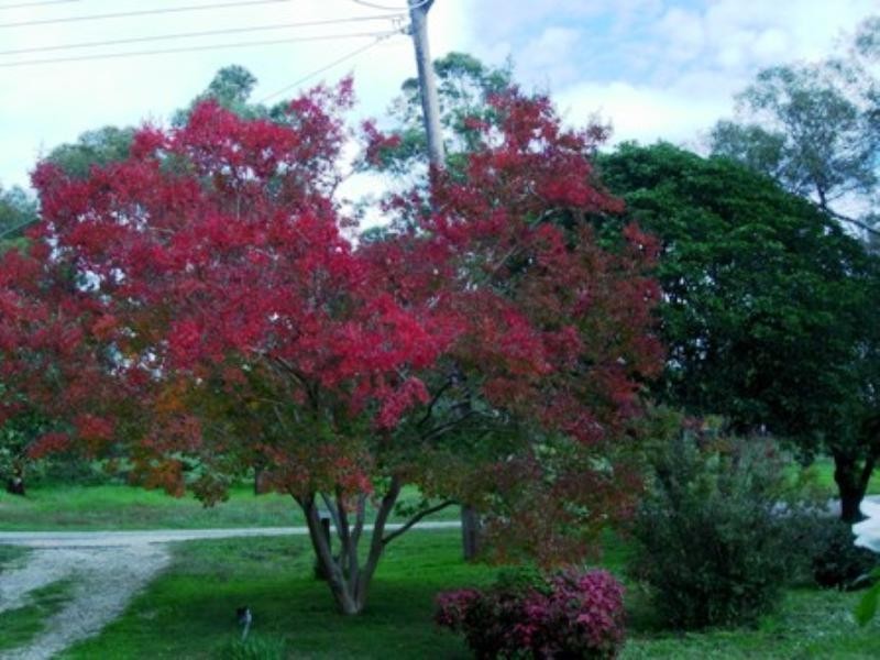 30 Crichton Street, Avenel VIC 3664