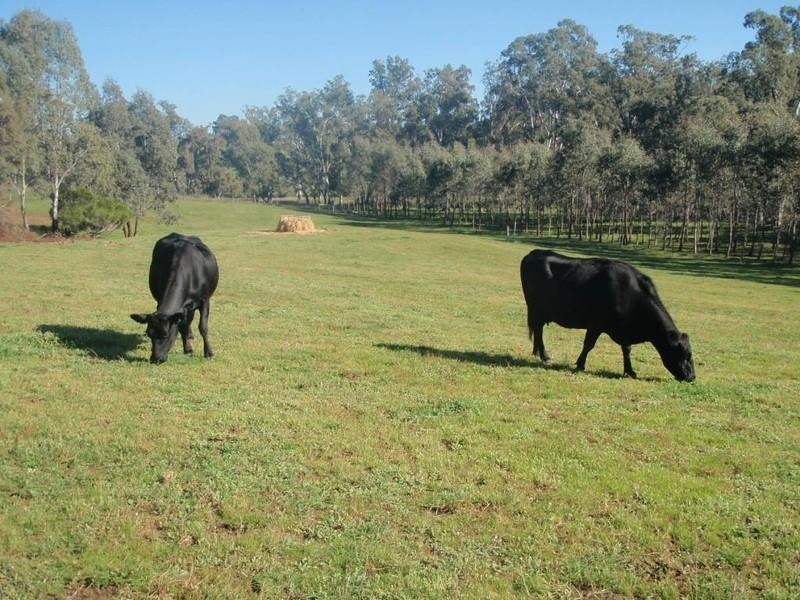 25 Ryan Court, Seymour VIC 3660