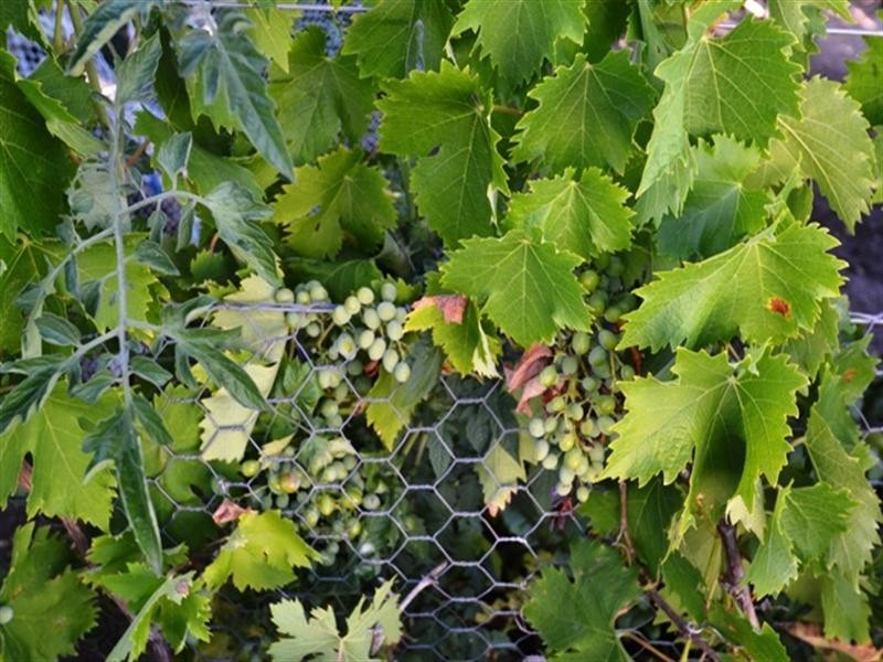 110 Dawe Road, Seymour VIC 3660