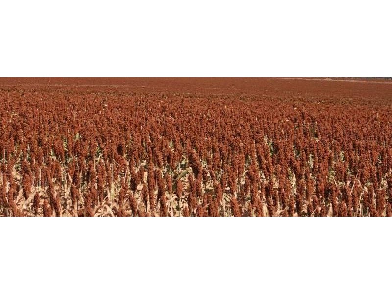 Springsure QLD 4722