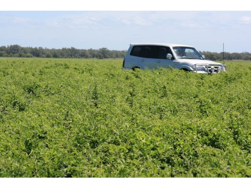Springsure QLD 4722