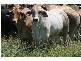 Springsure QLD 4722