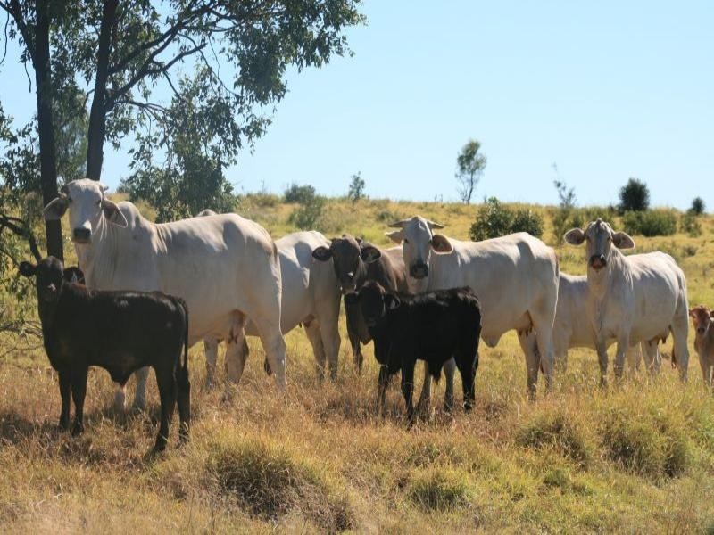 Emerald QLD 4720