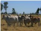 Emerald QLD 4720