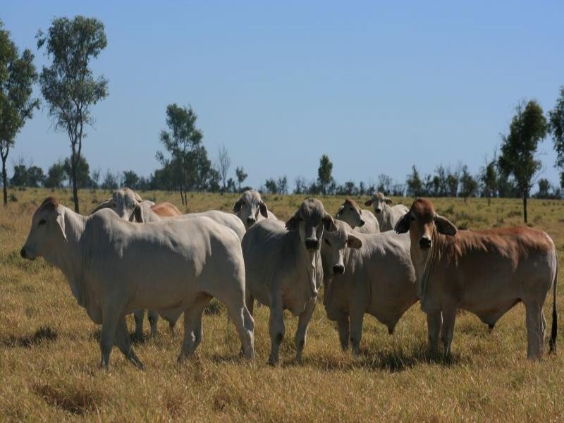 Emerald QLD 4720