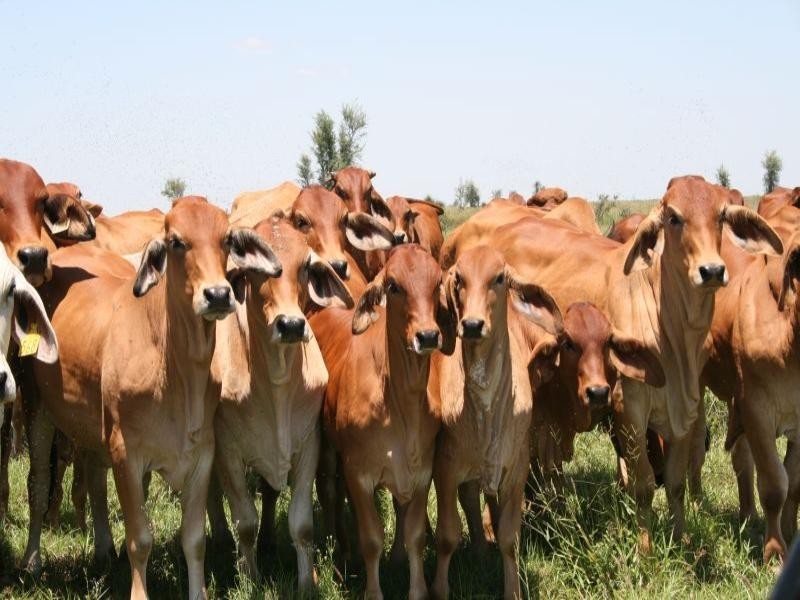 0 “Rolf Park North”  Middlemount, Middlemount QLD 4746