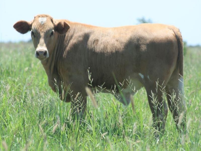 0 “Rolf Park North”  Middlemount, Middlemount QLD 4746