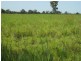 Emerald QLD 4720